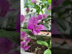 316 câbles en acier inoxydable balcon grille invisible avec une capacité de charge de 100 kg