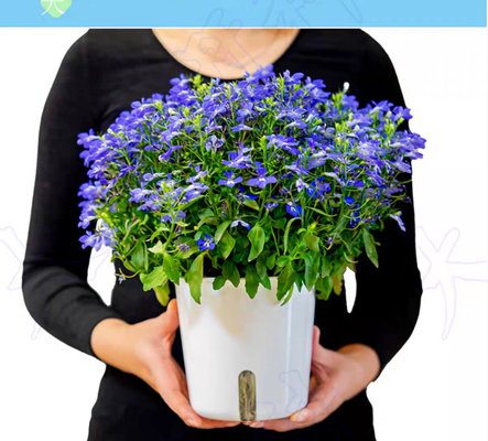 Accessoires pour pots de fleurs pour grilles invisibles 36 pièces adaptés aux fils de grilles invisibles de balcon